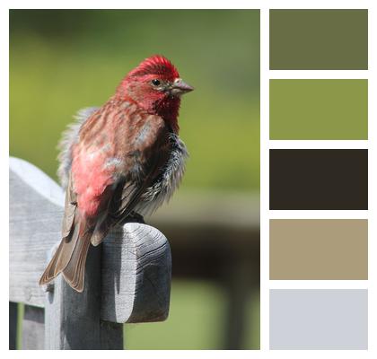 Ornithology Bird Purple Finch Image